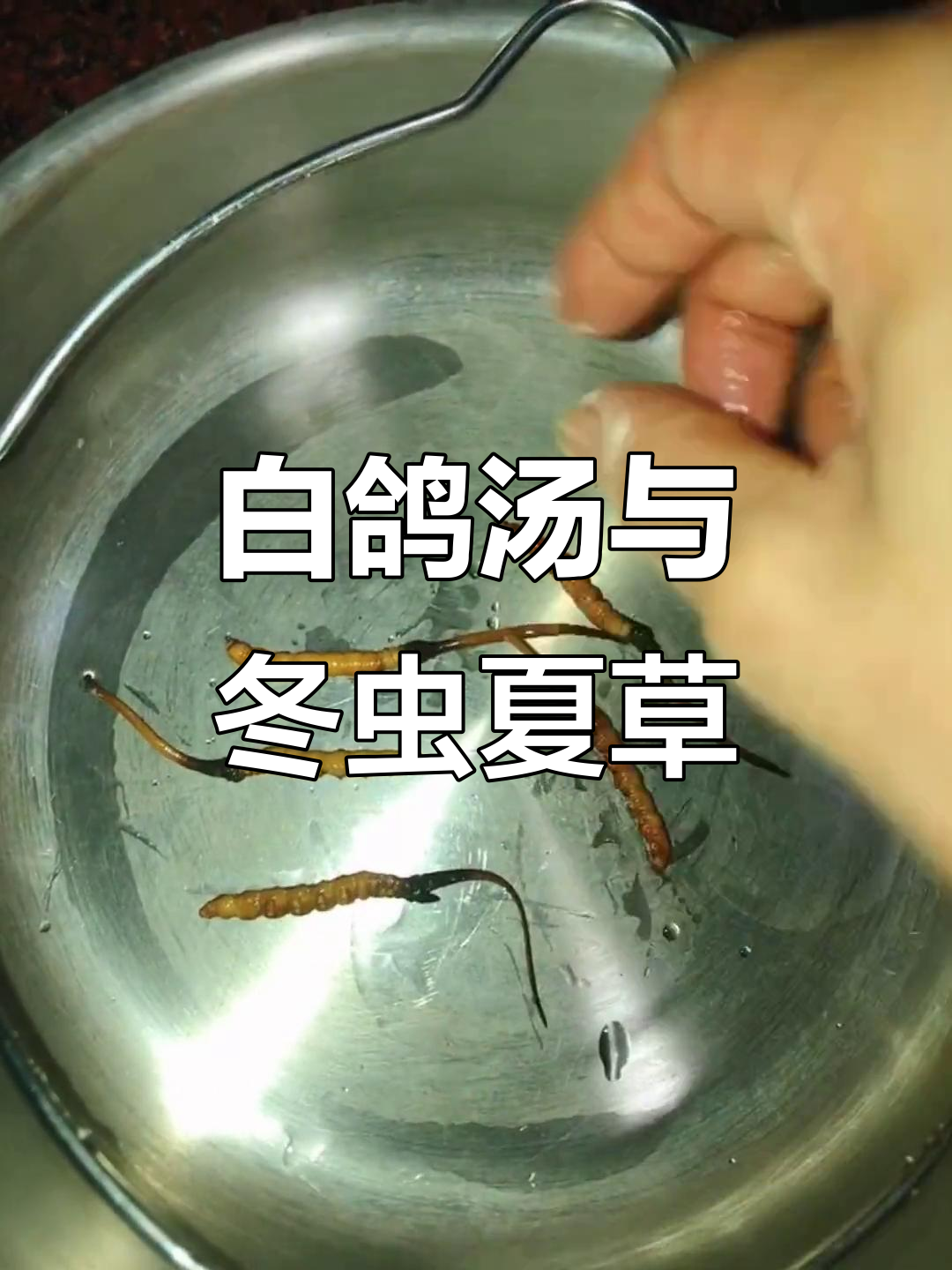 新鲜冬虫夏草炖白鸽，滋补又美味