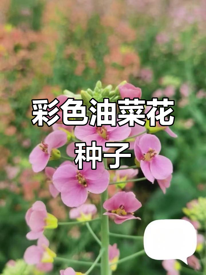2023年彩色油菜花种子,1公斤起订,北京花园里农业提供