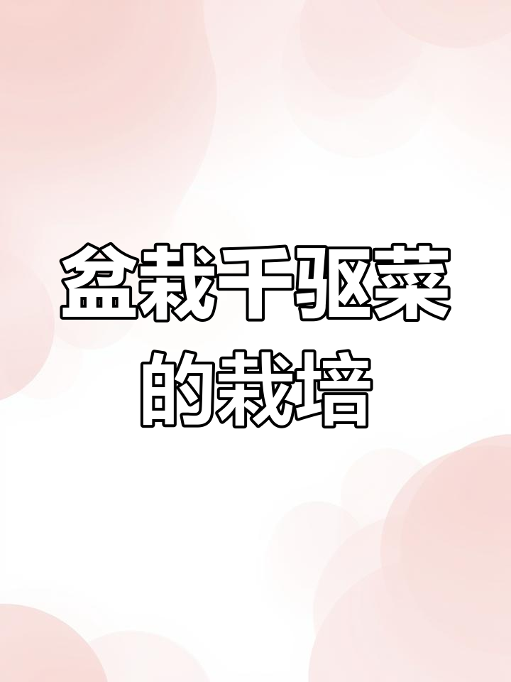 千屈菜苗的种植技巧