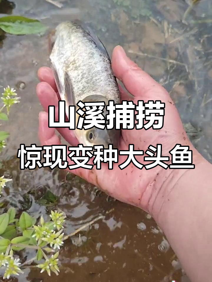 山上抓鱼大丰收,意外发现变异大头鱼
