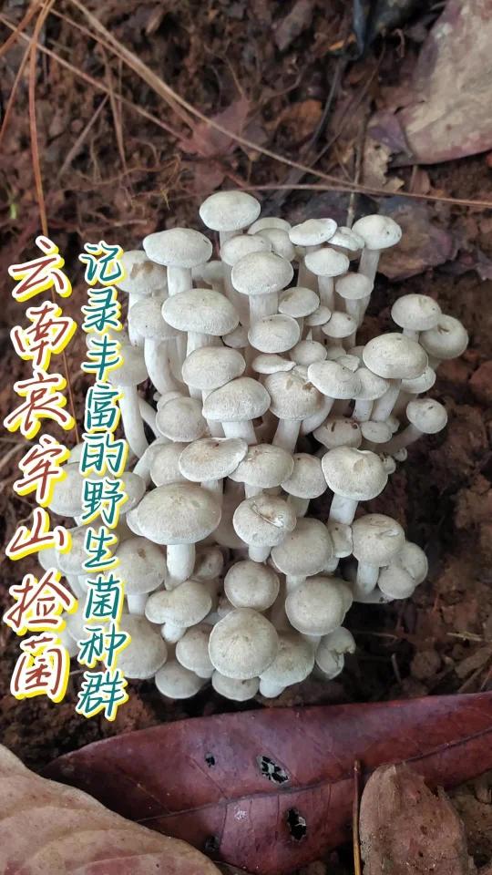 云南哀牢山野生菌品种真多