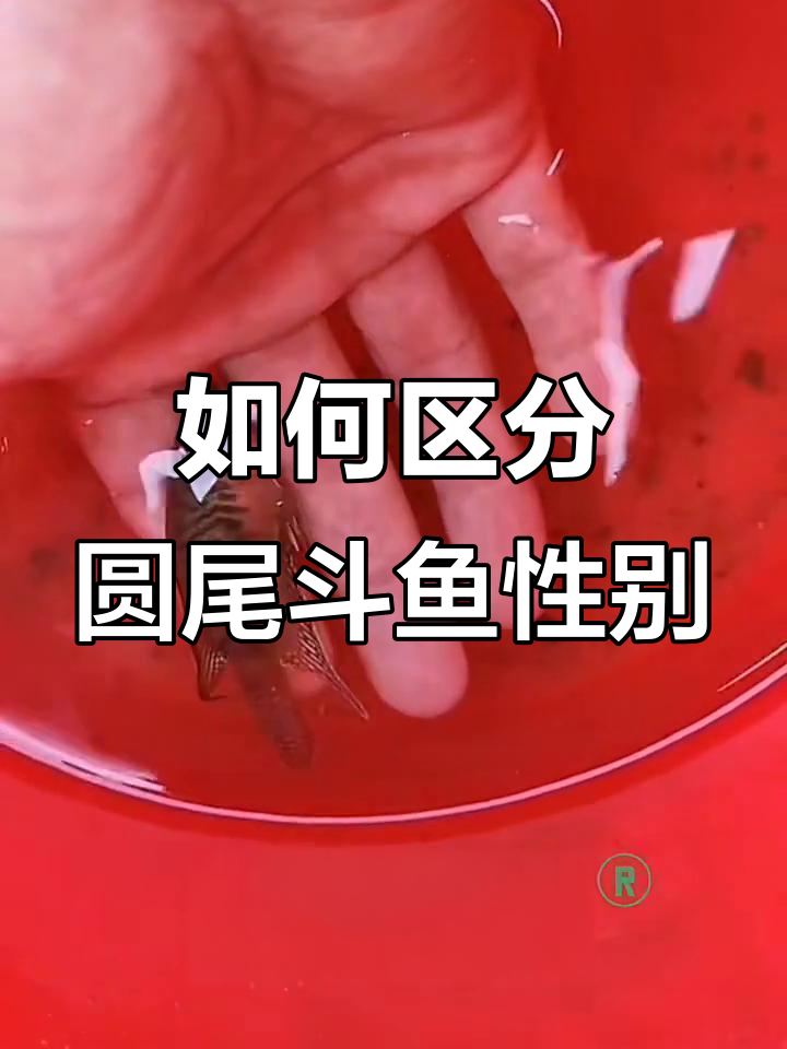 圆尾斗鱼公母分辨技巧,轻松掌握!