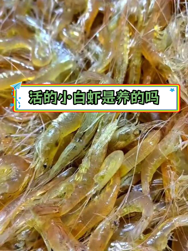 鞍山小白虾:淡水养殖而非野生