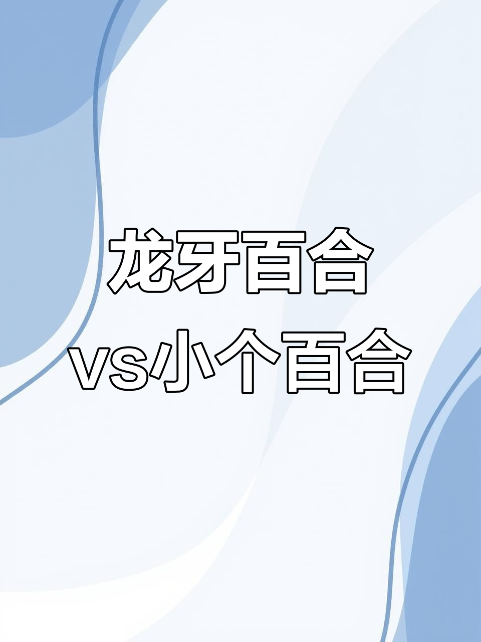 百合煮粥粉,龙牙与普通品种大对比