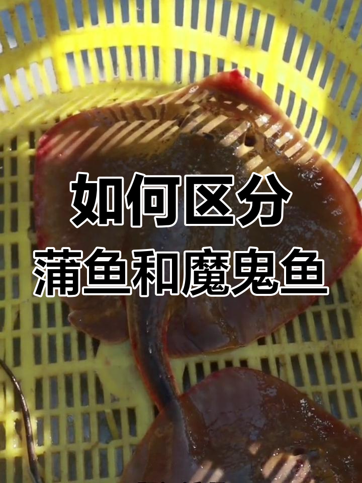 蒲鱼与魔鬼鱼的差异解析