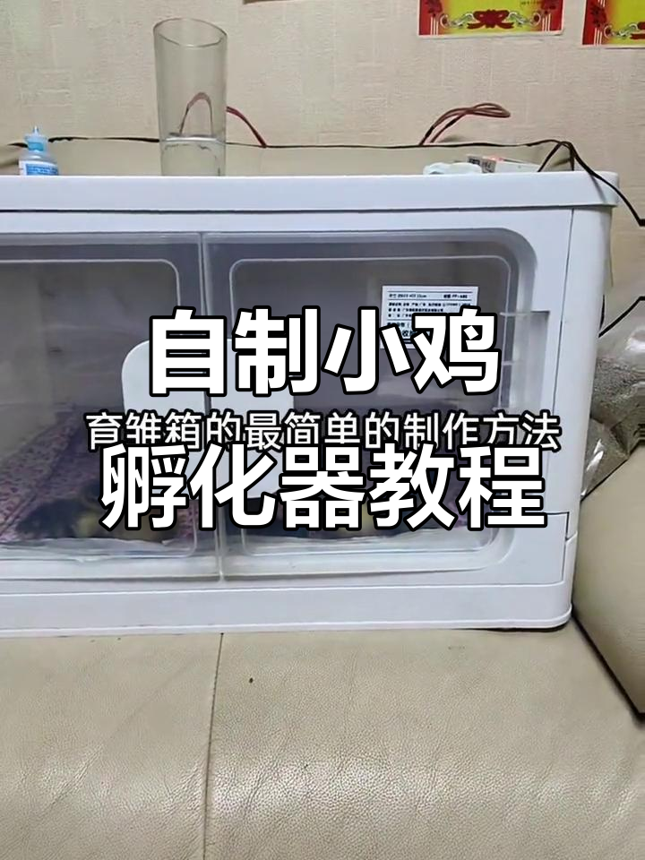 小鸡孵化箱DIY，简单步骤教你制作