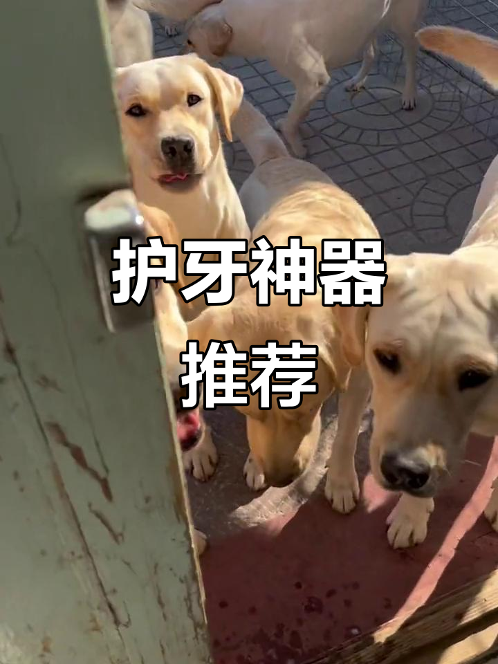 鳕鱼皮耐咬,保护牙龈,适合爱啃东西的狗狗!