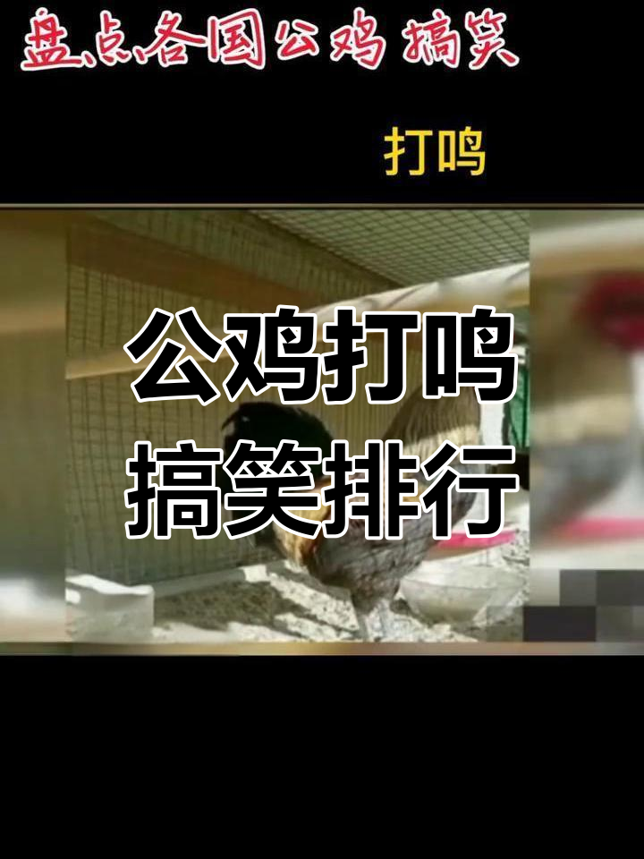各国公鸡打鸣大比拼,最后一只太可爱了!