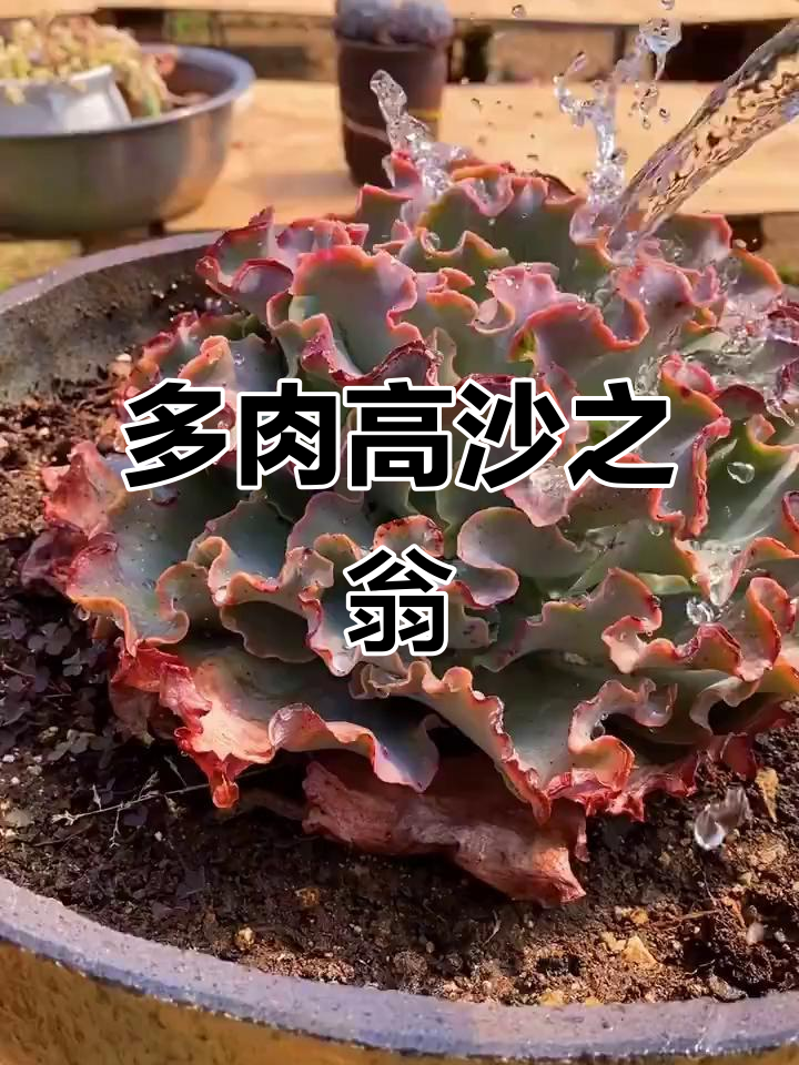 高沙之翁多肉植物,等你来挑战!