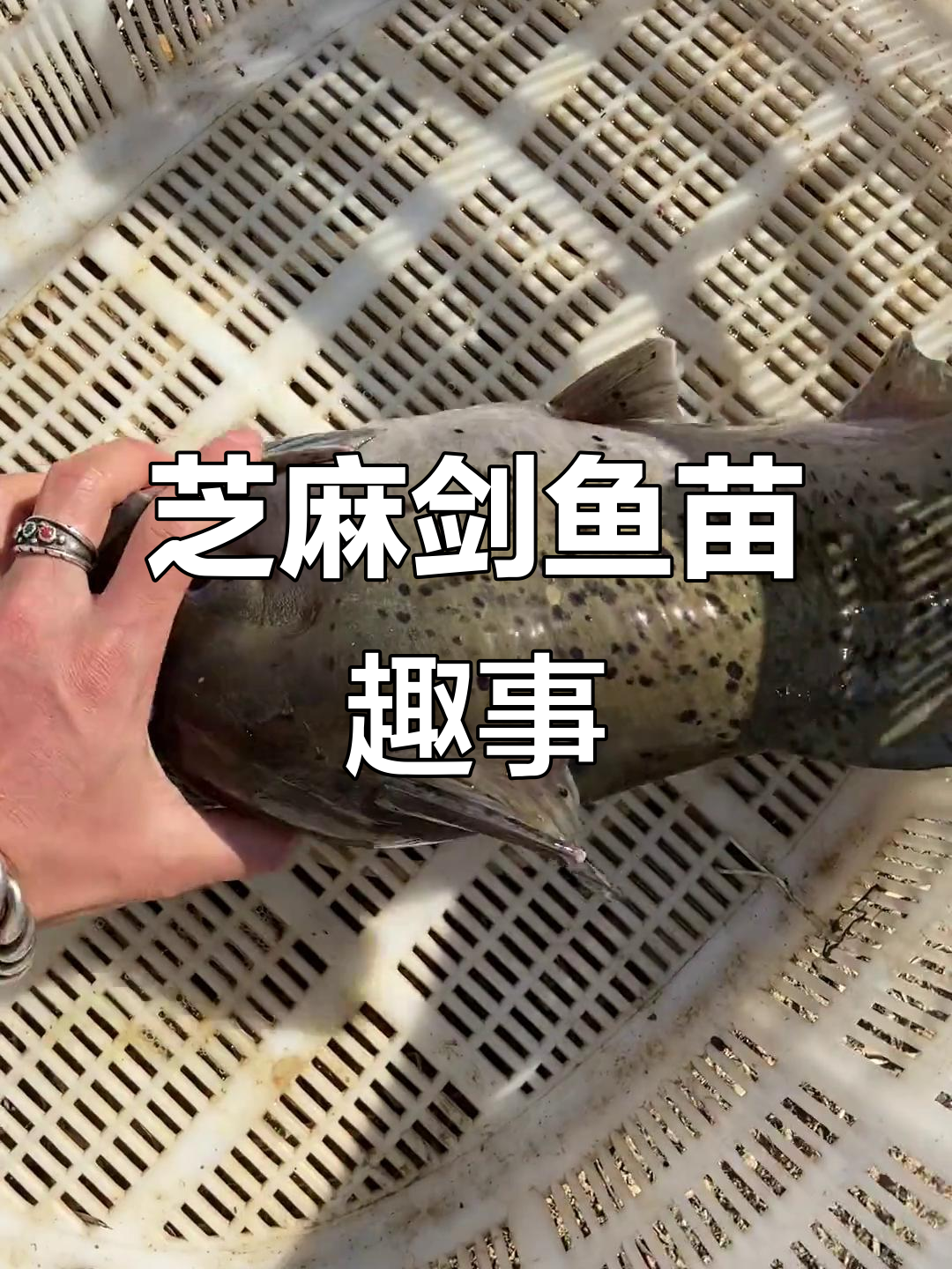 芝麻剑鱼苗大揭秘,肥婆一条引爆全场