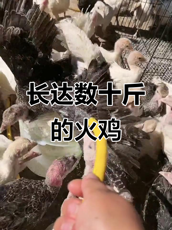 尼古拉火鸡700系:轻松长几十斤,健康快递到家