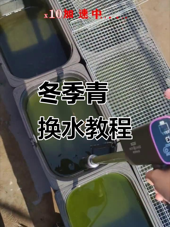 冬季青鳉换水技巧，轻松学会抽底与加水