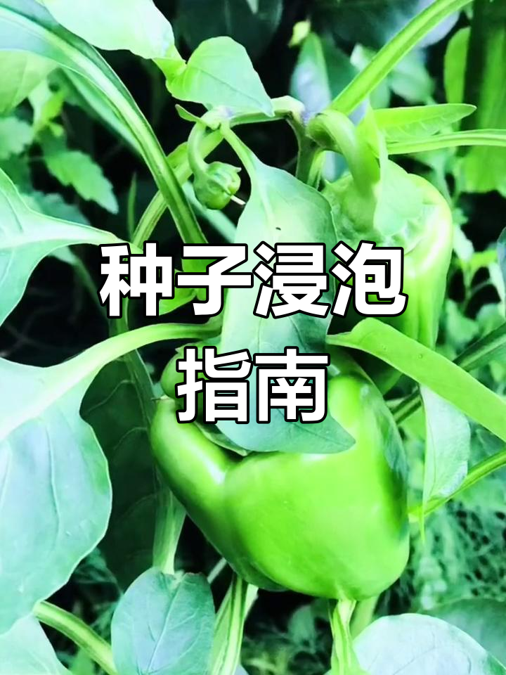 种子发芽前需泡水,不同菜籽浸泡时间各不相同