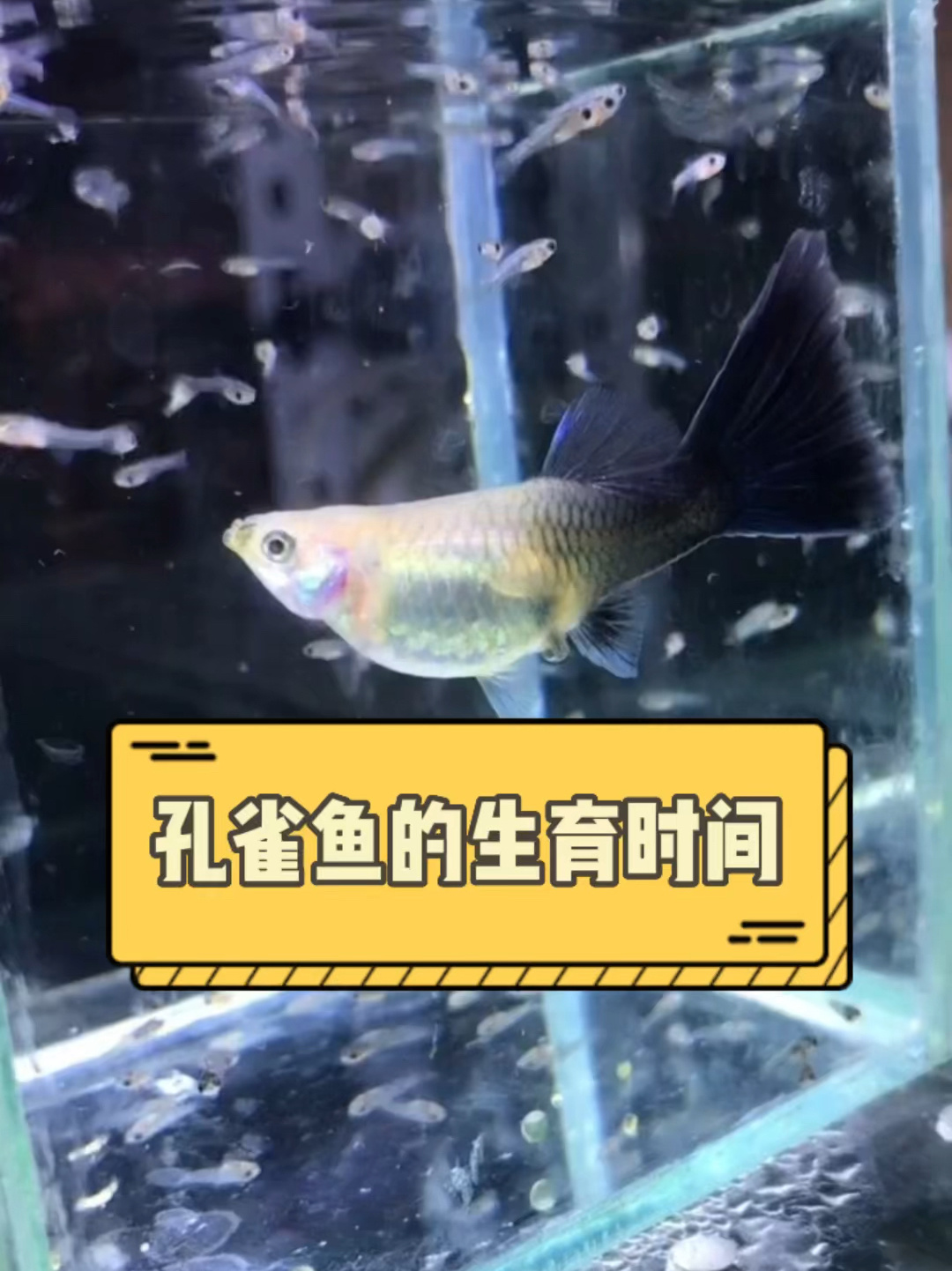 孔雀鱼的生育时间