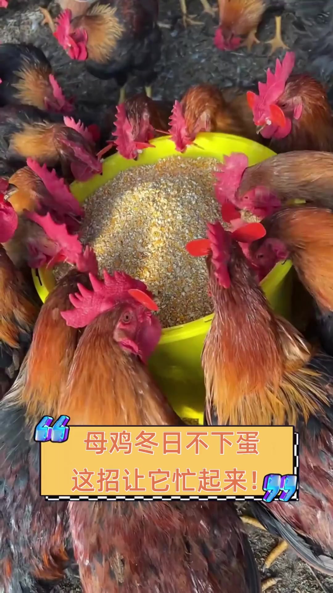 母鸡冬日不下蛋,这招让它忙起来!