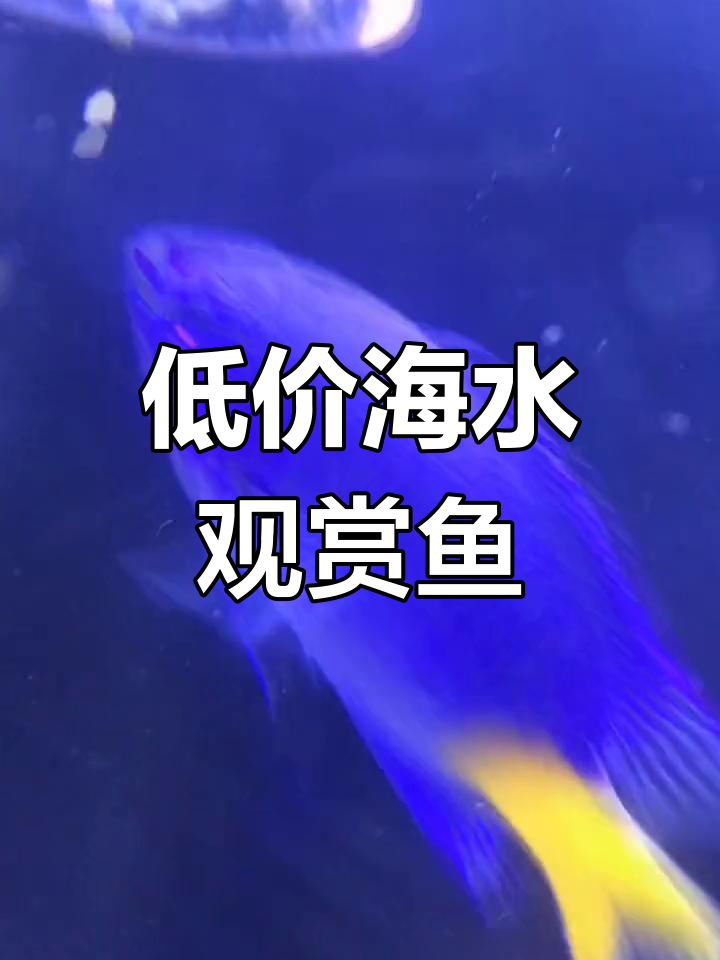 蓝魔鱼:低要求高颜值的海水观赏首选