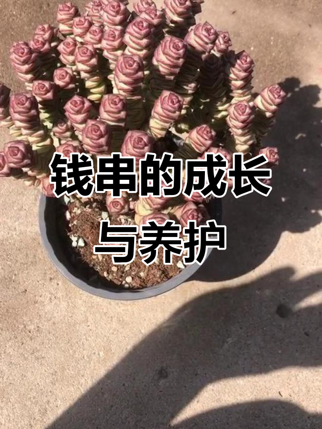 钱串:从翠绿到老桩,夏季养护全攻略
