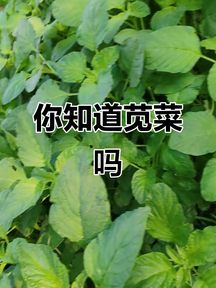 苋菜还是青菜谷?这种野菜的学名竟然是这样!