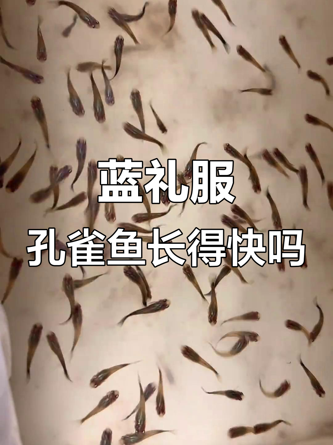 一个月大的蓝礼服孔雀鱼,生长速度算快还是慢?