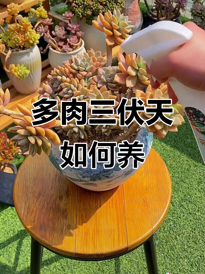 三伏天多肉植物养护全攻略，避免高温潮湿伤害