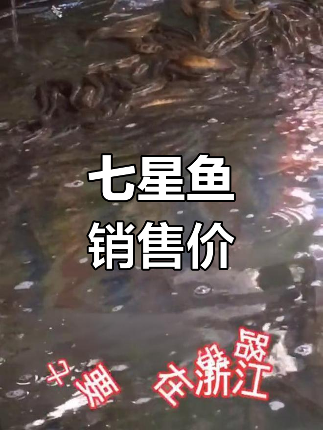 七星鱼价格差异大,各地市场不同