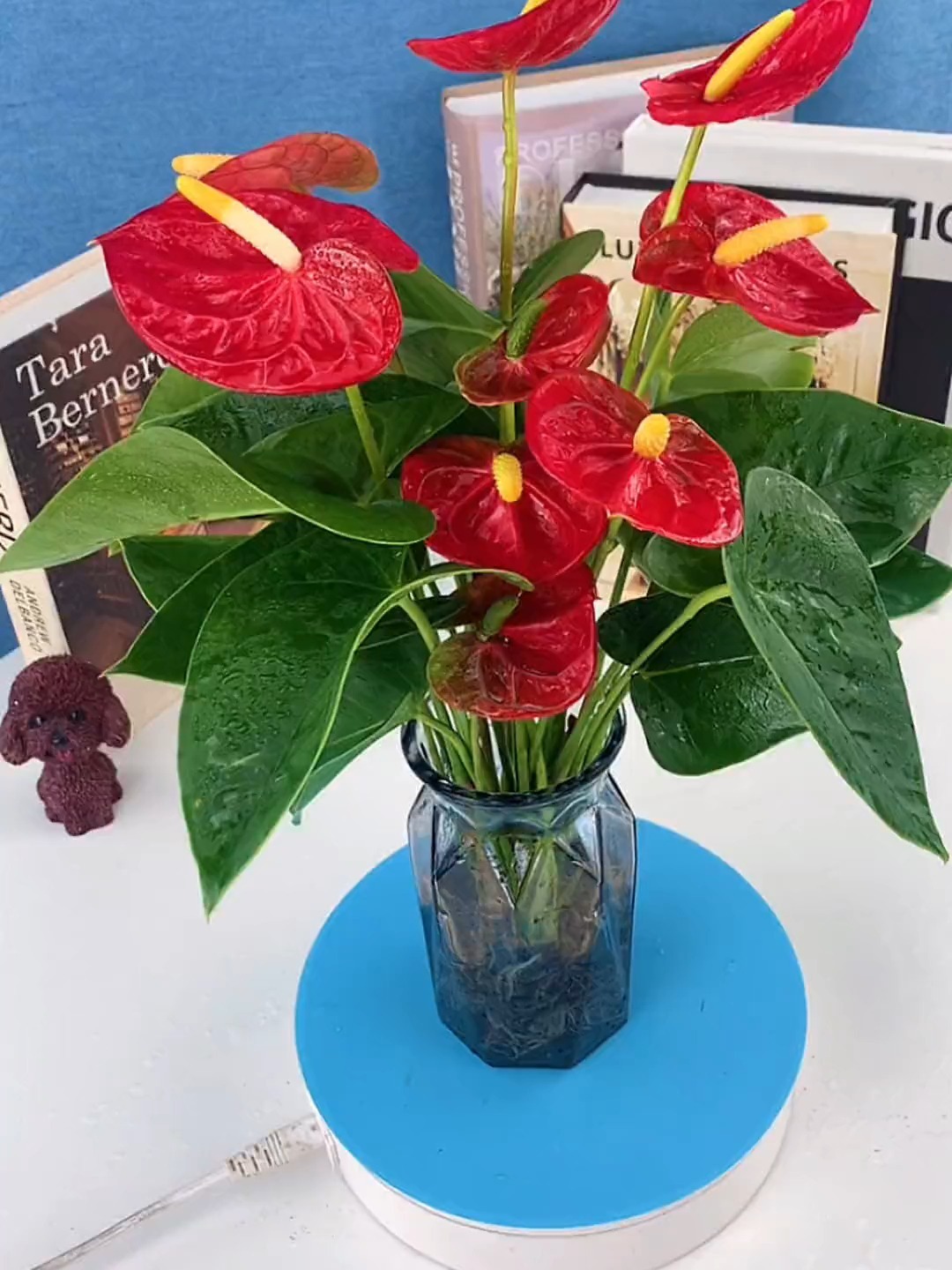 红掌 又叫鸿运当头,四季常绿