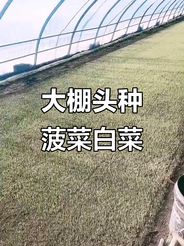 大棚头种小菜,千金打药轻松搞定