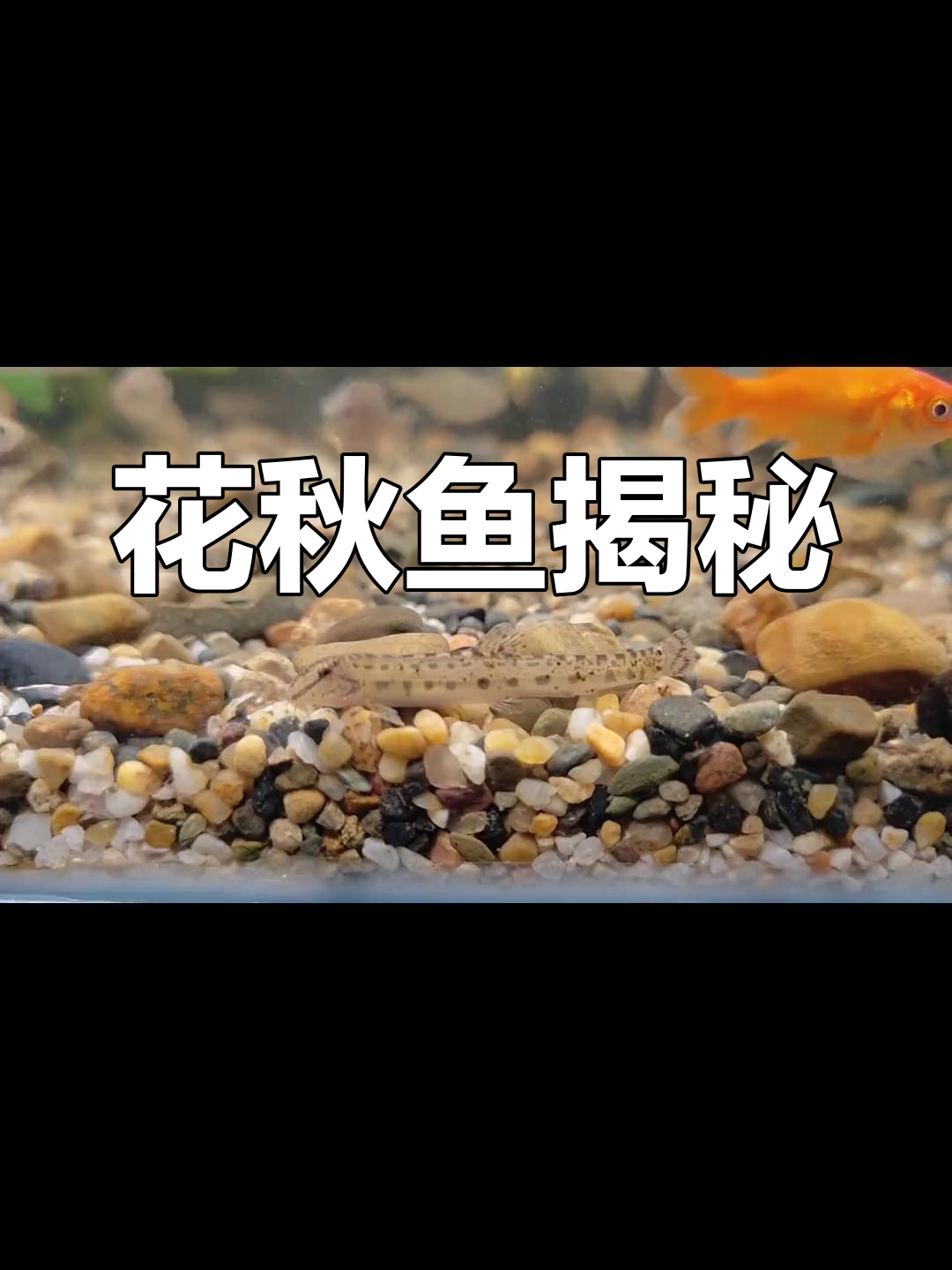 中华花鳅:溪流中的隐秘生物