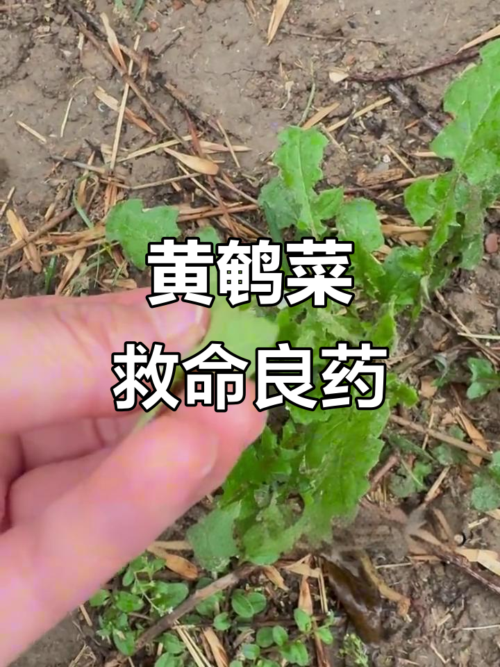 古代救急野菜,黄鹌菜的神奇功效