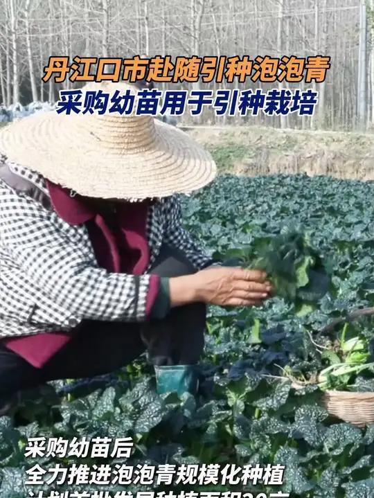丹江口市赴随引种泡泡青(记者 胡小纯 通讯员 吴贞 编辑 苏浩伟 审核 凡昆仑)