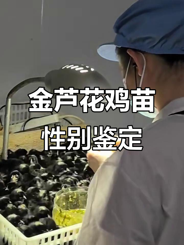刚出壳的金芦花鸡苗公母鉴别技巧