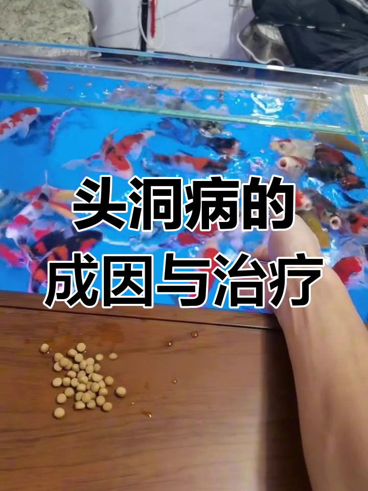 热带观赏鱼常见头洞病解析