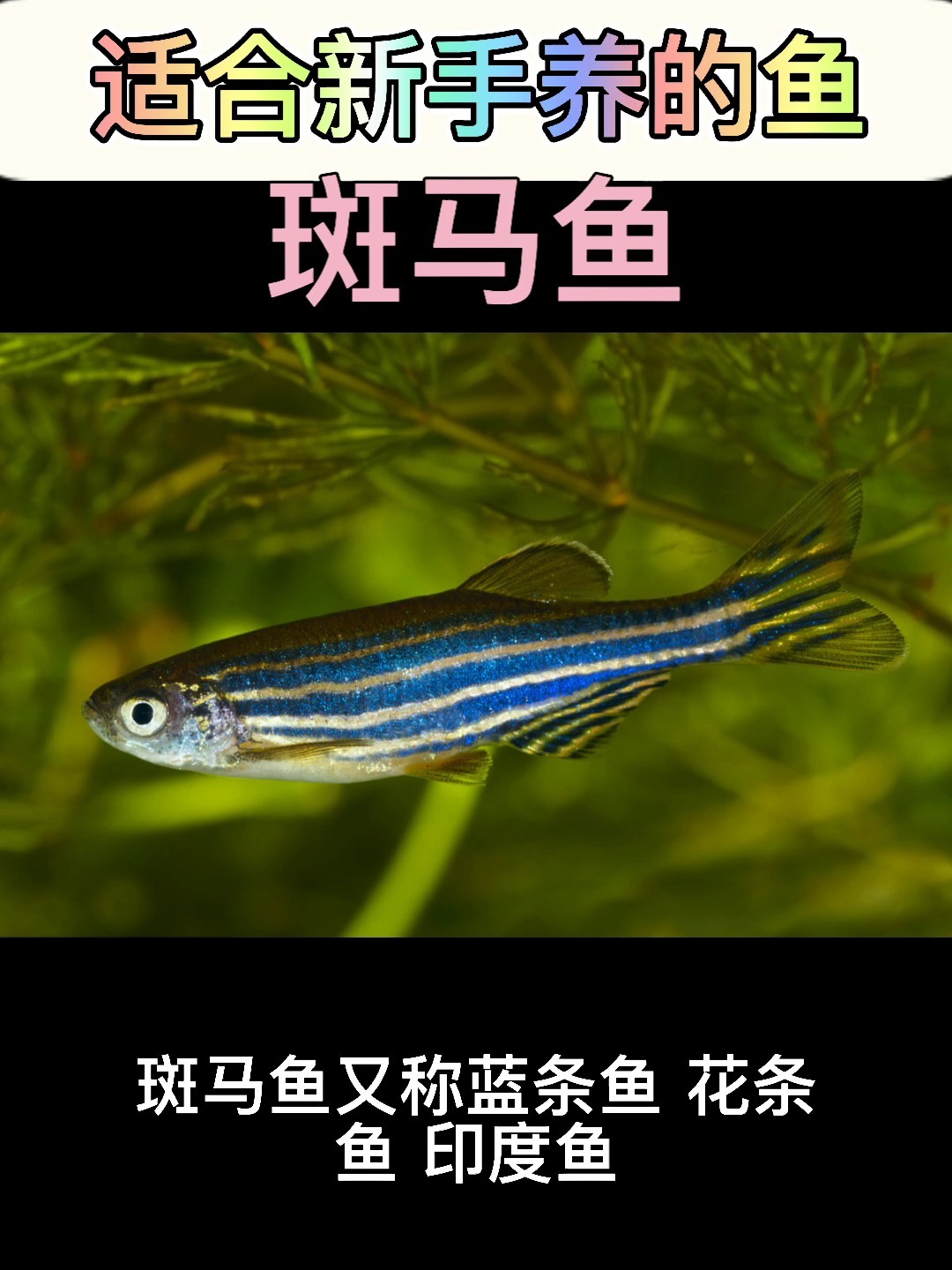适合新手养的鱼——斑马鱼