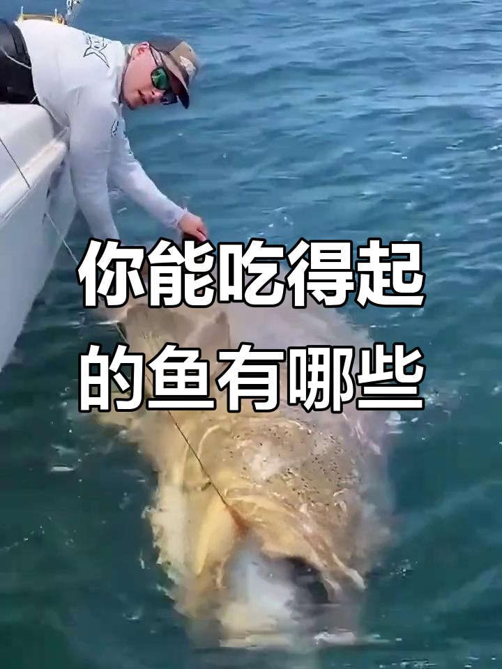 这些鱼你吃得起吗?从蓝鳍金枪鱼到薄荷神仙鱼的价格揭秘