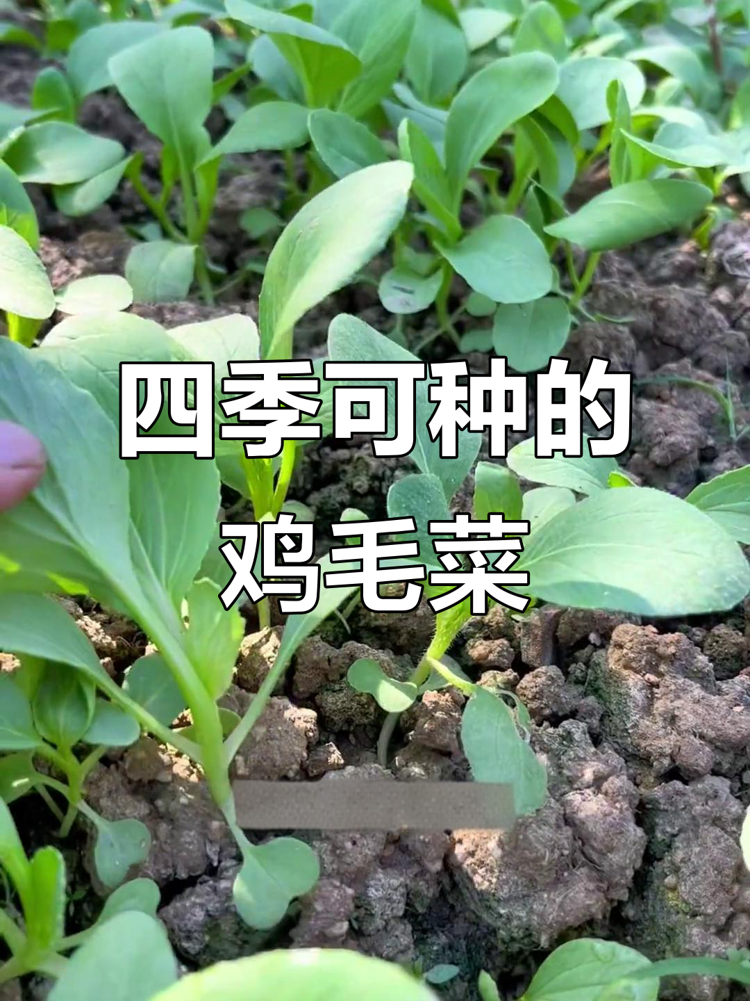 鸡毛菜,一年四季都能种,夏季种植小技巧大公开