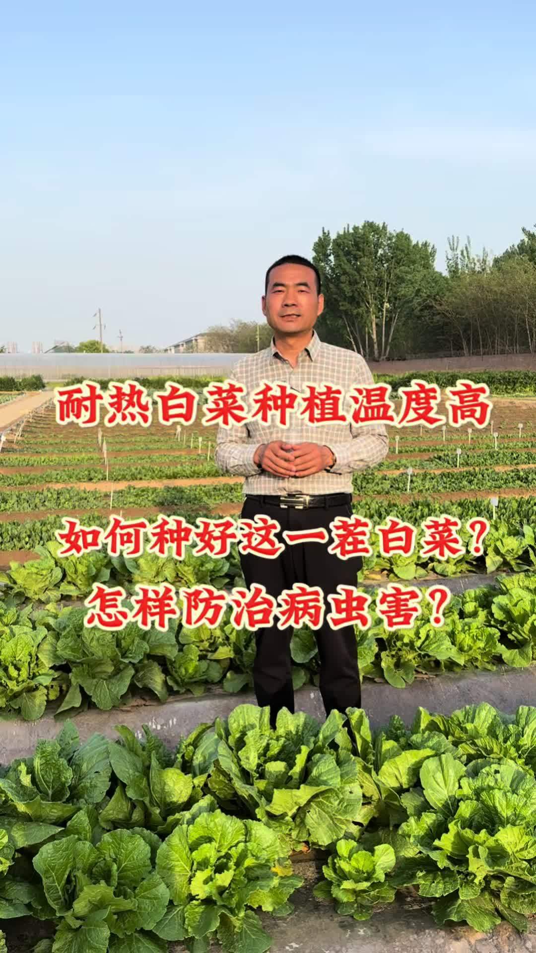 耐热白菜种植温度高,如何种好这一茬白菜?怎样防治病虫害?三农 耐热白菜 夏绿55