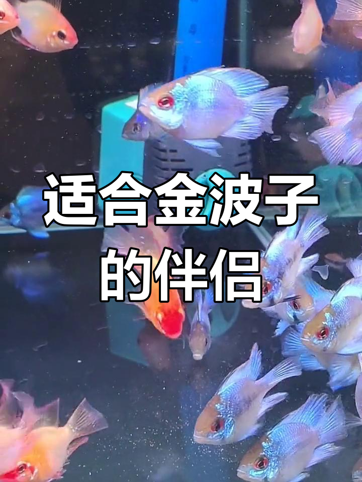 金波子鱼与多种热带鱼的混养指南