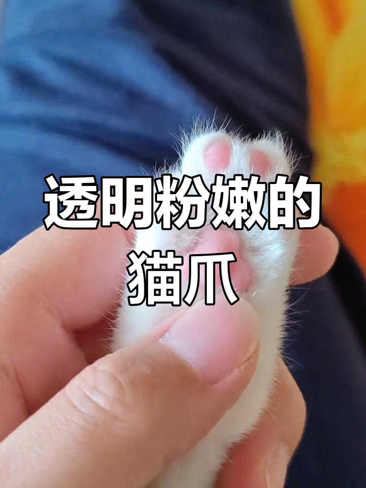 猫爪粉色肉垫其实是透明的,掐一下会变白