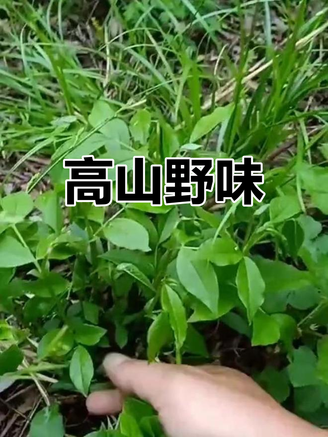 海拔800米野菜,罗汉菜的独特美味