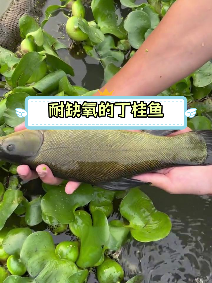 丁桂鱼:皮肤呼吸的奇迹