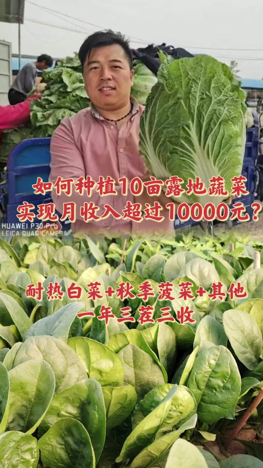 如何种植10亩露地蔬菜实现月收入过万:耐热白菜+秋季菠菜+早 春作物,一年三茬三收,月收入