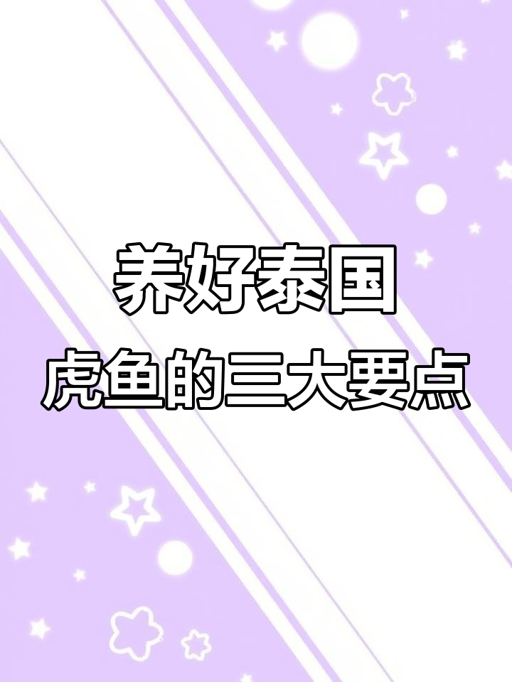 泰国虎鱼养护全攻略:从水族箱到喂食技巧