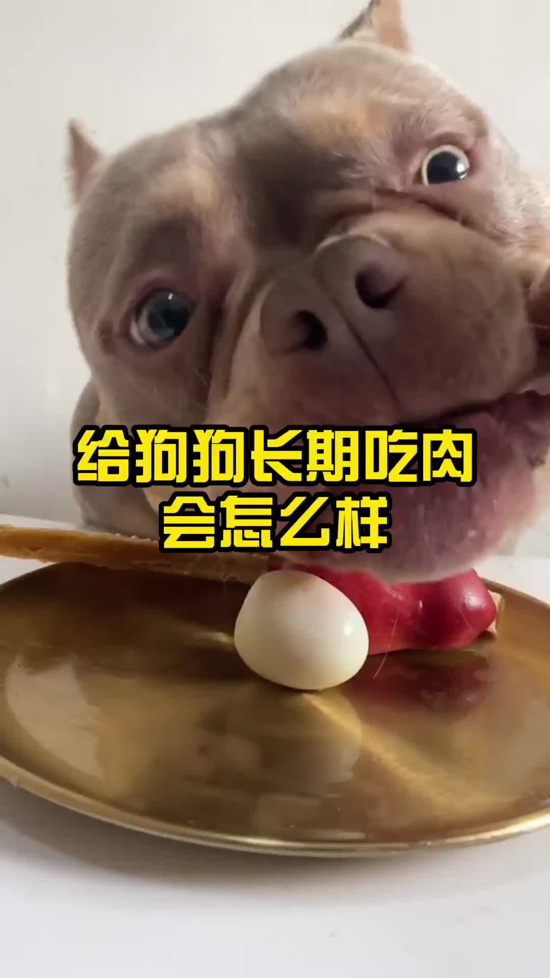 给狗狗长期吃肉会怎么样