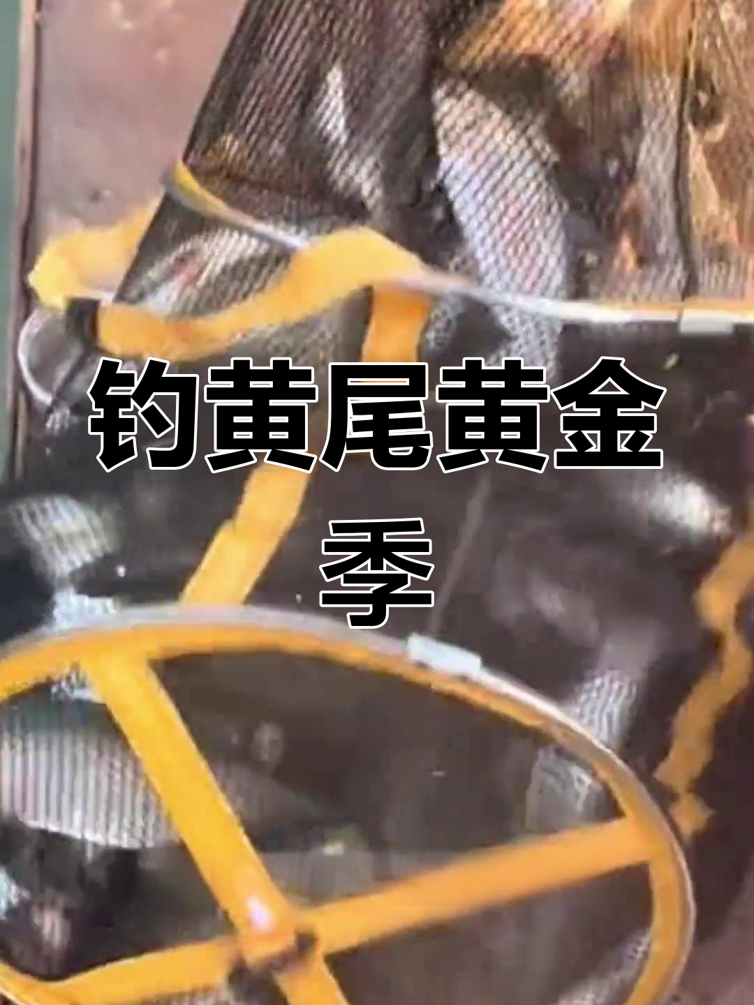 黄尾鱼活跃,饵料选择关键,红黄鲮鱼专用诱饵效果显著