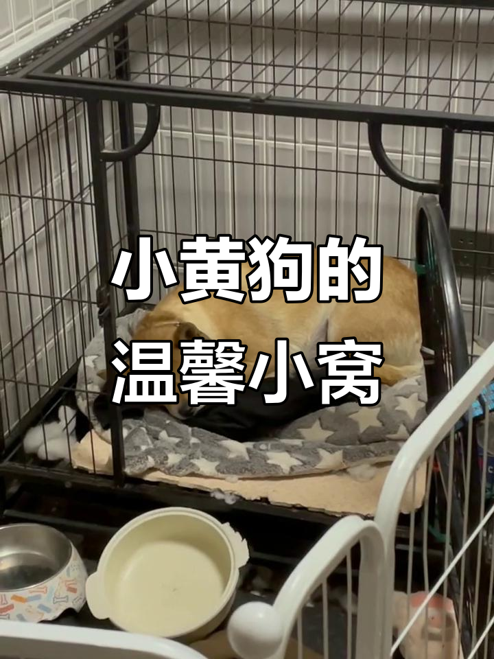 小黄狗学会自己铺床,用衣服当枕头睡得香甜