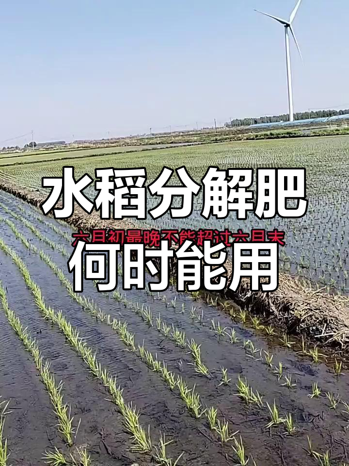 水稻分解肥使用时机揭秘,五叶六叶到底能不能用?