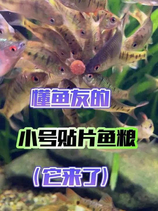 鱼少也可以吃的小号贴片鱼粮它来了,不得不说海豚是懂鱼友的需求的。贴片鱼粮 贴片鱼粮推荐
