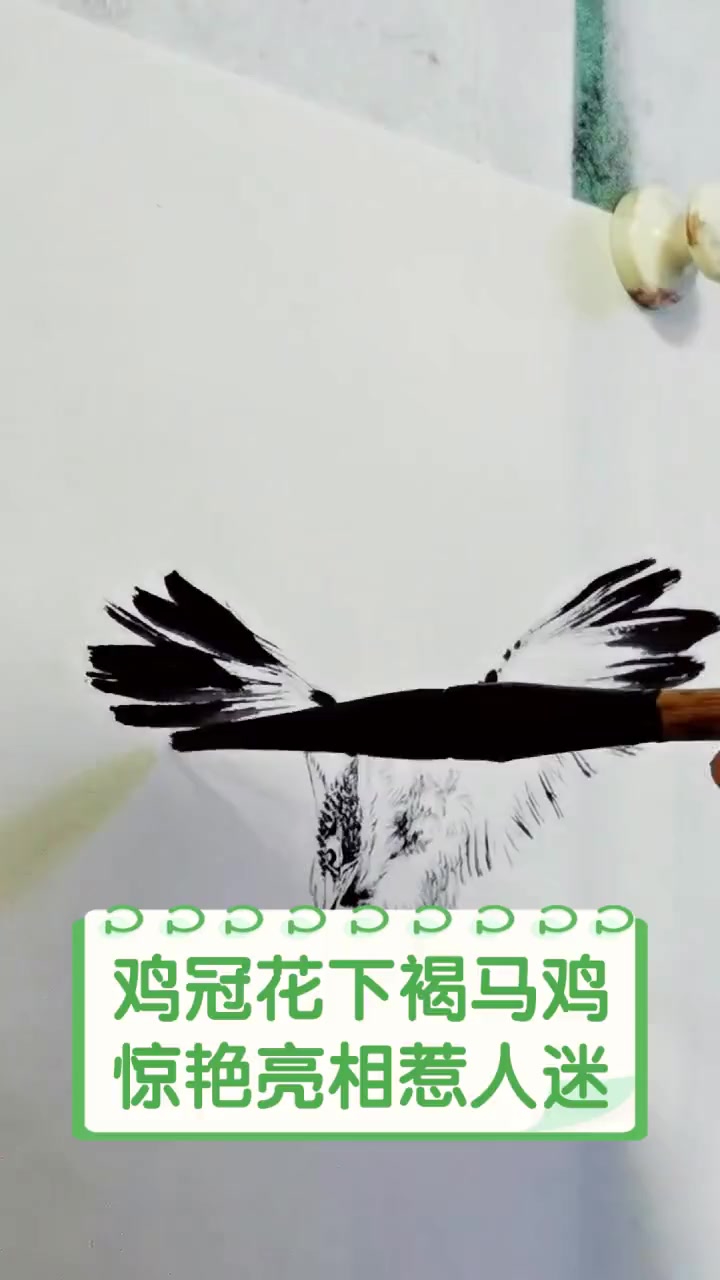 鸡冠花下褐马鸡,惊艳亮相惹人迷