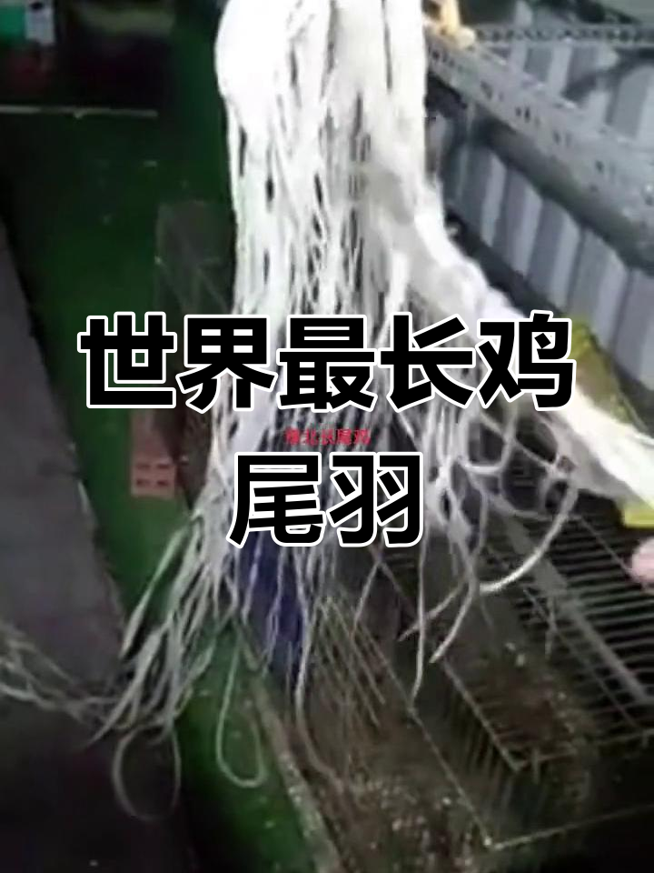 见过世界上最长的鸡尾羽吗?这只长尾鸡堪比战斗机