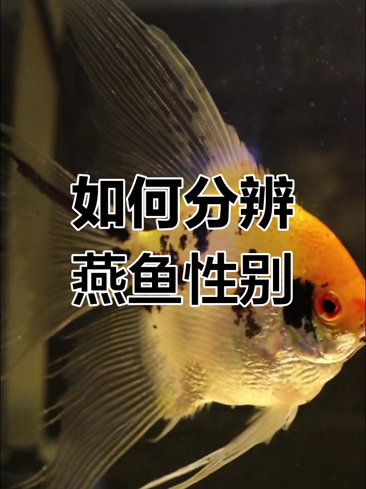 燕鱼公母区分技巧